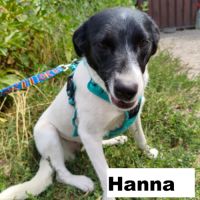A adopter hanna se trouve dans un refuge ukraine #4