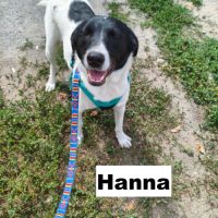 A adopter hanna se trouve dans un refuge ukraine #5