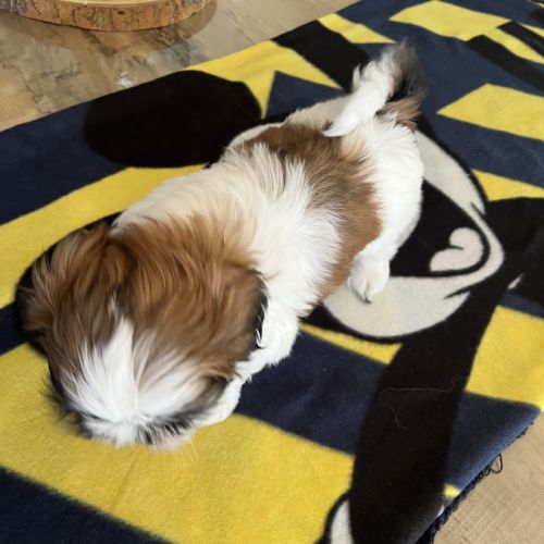 Chiots shih tzu #2