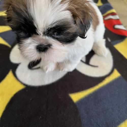 Chiots shih tzu #5