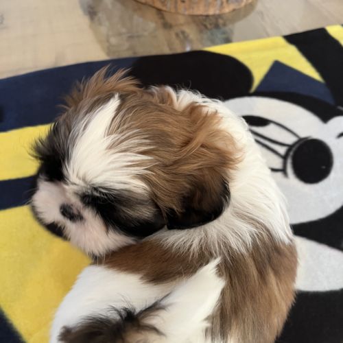 Chiots shih tzu #6