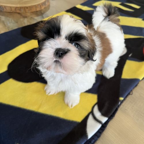 Chiots shih tzu #8