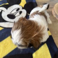Chiots shih tzu