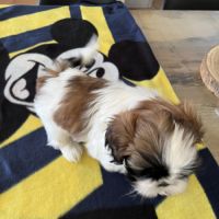 Chiots shih tzu #3