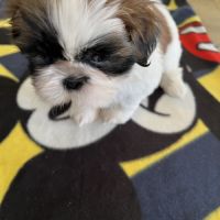 Chiots shih tzu #5