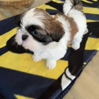 Chiots shih tzu #9