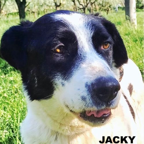 Jacky se trouve dans une famille en albanie