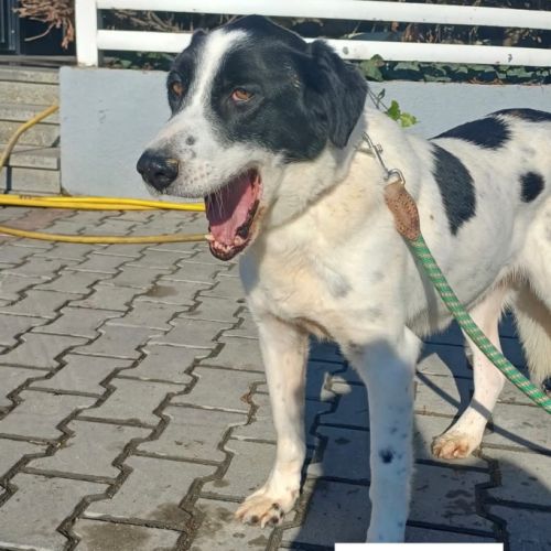 Jacky se trouve dans une famille en albanie #3