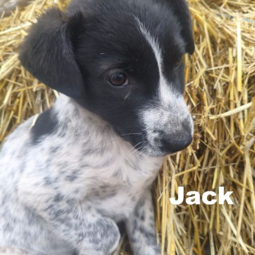 A adopter jack se trouve dans un refuge en ukraine #1