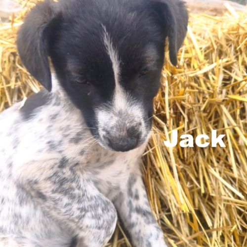 A adopter jack se trouve dans un refuge en ukraine #2