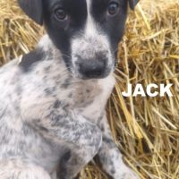 A adopter jack se trouve dans un refuge en ukraine #0