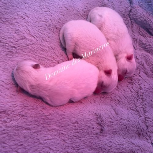 Des bébés poméraniens pour février 2026