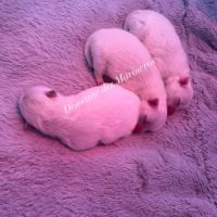 Des bébés poméraniens pour février 2026