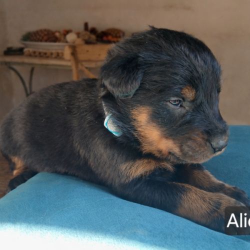 Chiots bergers de beauce (beaucerons) lof #3
