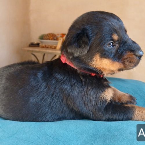Chiots bergers de beauce (beaucerons) lof #4