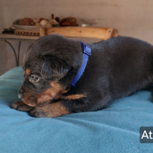 Chiots bergers de beauce (beaucerons) lof #8