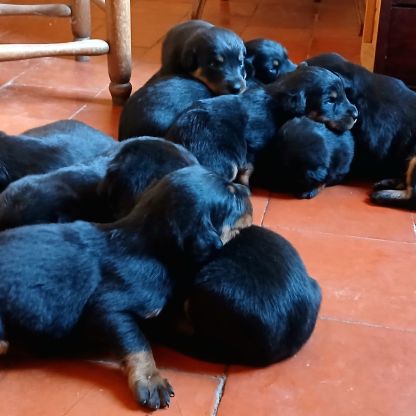 Chiots bergers de beauce (beaucerons) lof #9