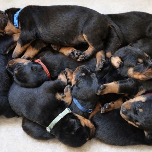 Chiots bergers de beauce (beaucerons) lof