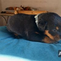 Chiots bergers de beauce (beaucerons) lof #1
