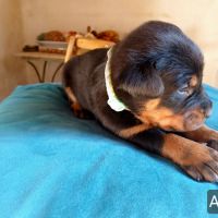 Chiots bergers de beauce (beaucerons) lof #2