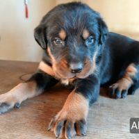Chiots bergers de beauce (beaucerons) lof #5