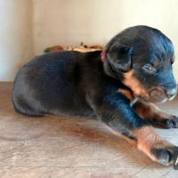 Chiots bergers de beauce (beaucerons) lof #6