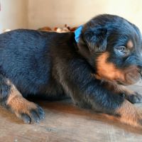 Chiots bergers de beauce (beaucerons) lof #7
