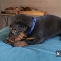 Chiots bergers de beauce (beaucerons) lof #8