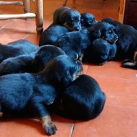 Chiots bergers de beauce (beaucerons) lof #9