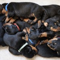 Chiots bergers de beauce (beaucerons) lof #0