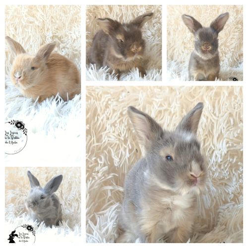 Bébés lapins angora anglais #2