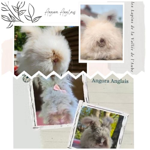 Bébés lapins angora anglais #3