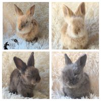 Bébés lapins angora anglais