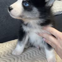 Pomsky mini #1