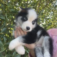 Pomsky mini #3