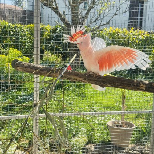 Cacatoès de leadbeater #2