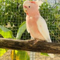 Cacatoès de leadbeater