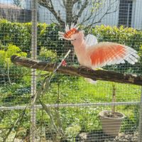 Cacatoès de leadbeater #2