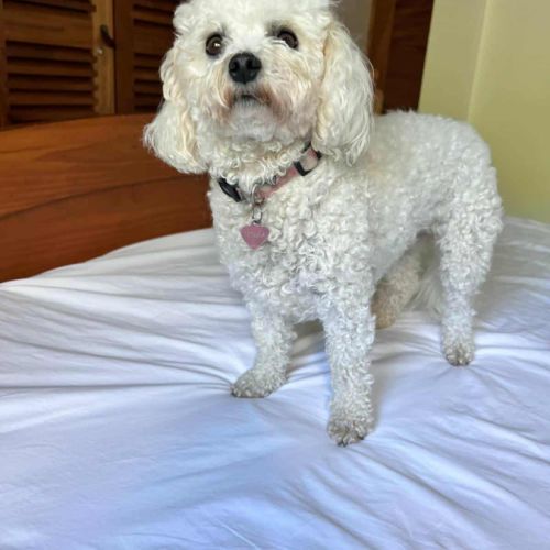 Téquila, la superbe bichon frisé #2