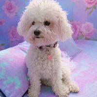 Téquila, la superbe bichon frisé