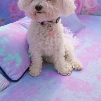 Téquila, la superbe bichon frisé #0