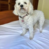 Téquila, la superbe bichon frisé #2