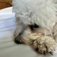 Téquila, la superbe bichon frisé #3