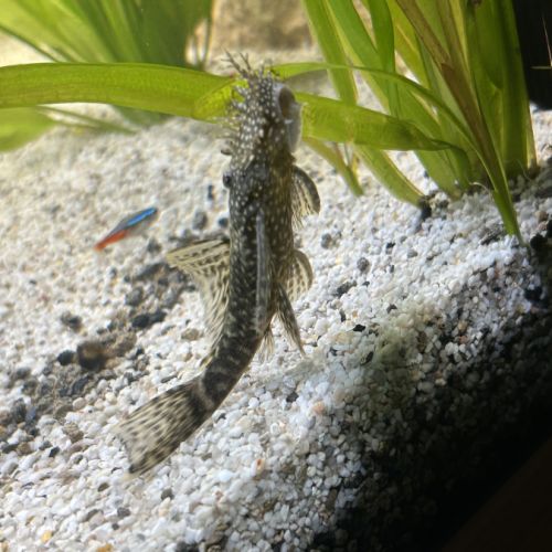 Ancistrus adultes #0