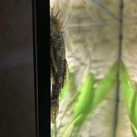 Ancistrus adultes #2