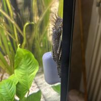 Ancistrus adultes #3