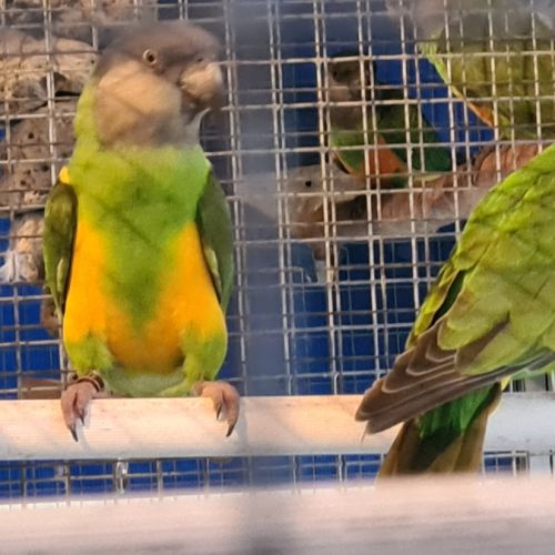 Youyou du sénégal #1