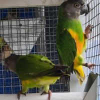 Youyou du sénégal #0