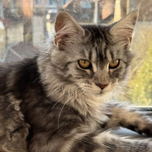 Maine coon femelle loof #1