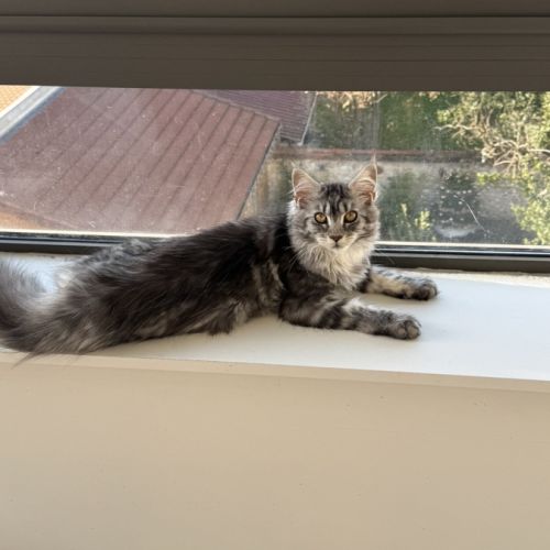 Maine coon femelle loof #2